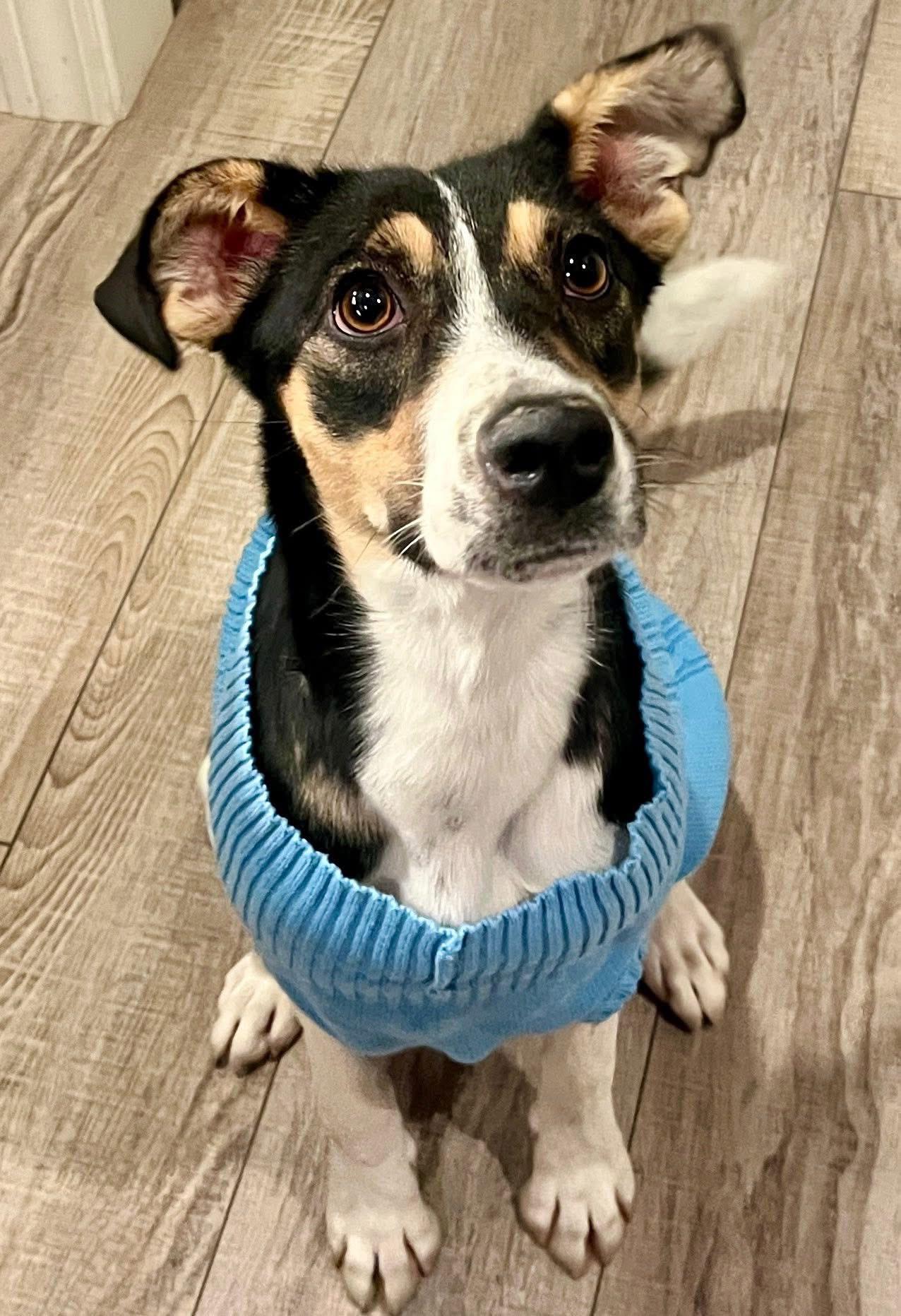 Coraline, Adoptable, Young Female Hound.