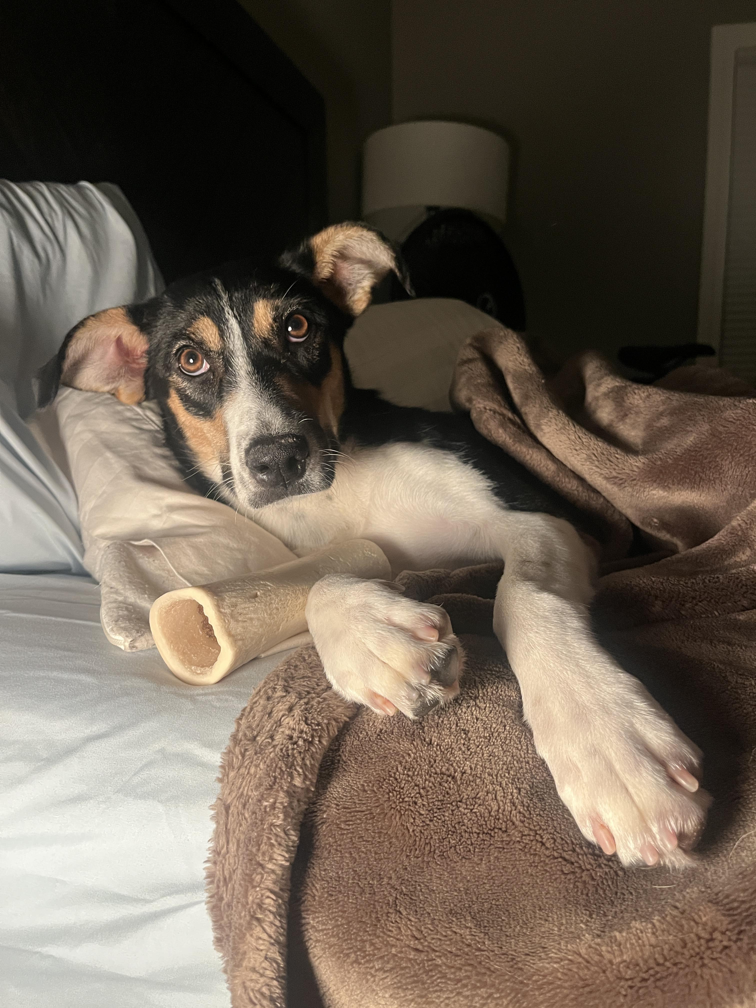 Coraline, a Adoptable mixed breed in Fort Wayne, IN image 3/3