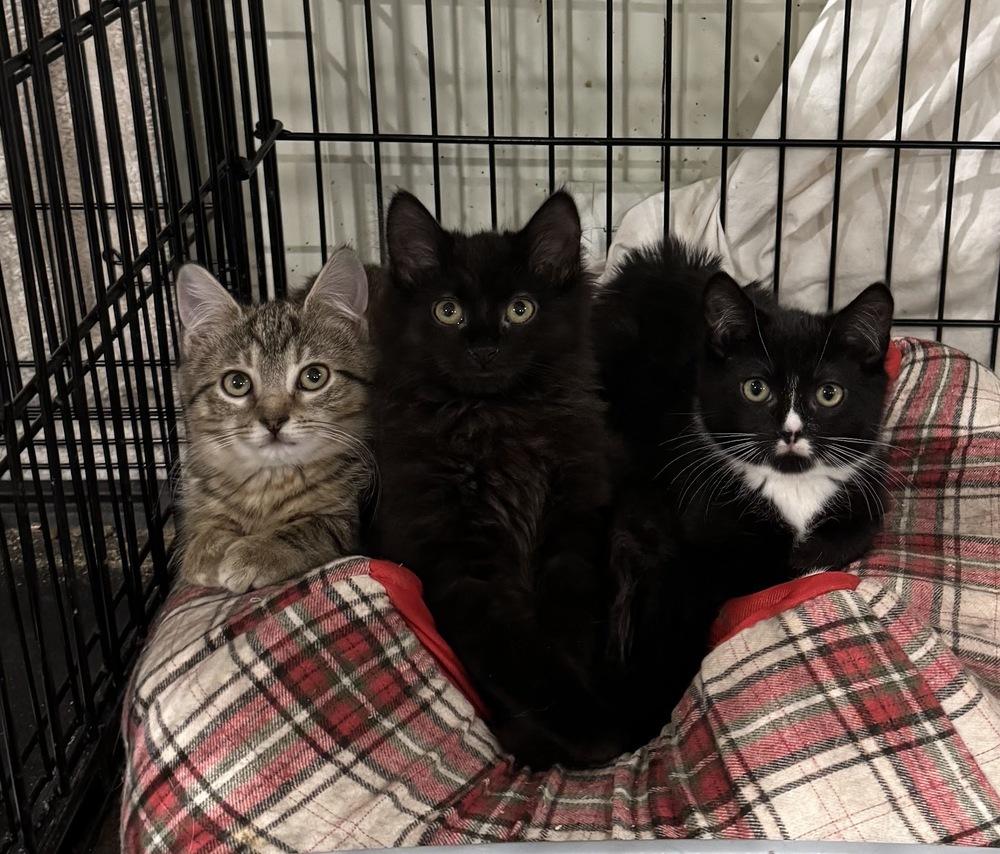 Enlarge Ozzie, a Adoptable Domestic Medium Hair in Lake Grove, NY image 1/1