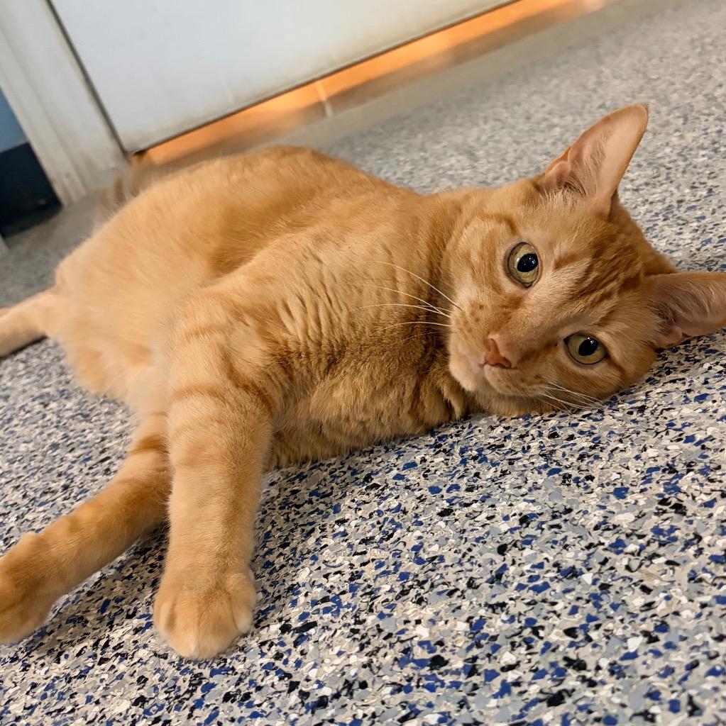 Simba, Adoptable, Senior Male Domestic Short Hair.