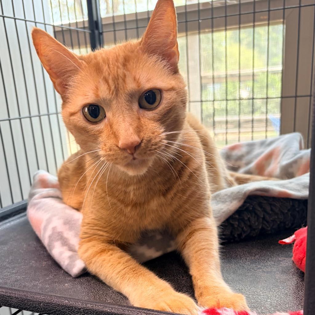 Enlarge Simba, a Adoptable mixed breed in Magnolia, TX image 1/3