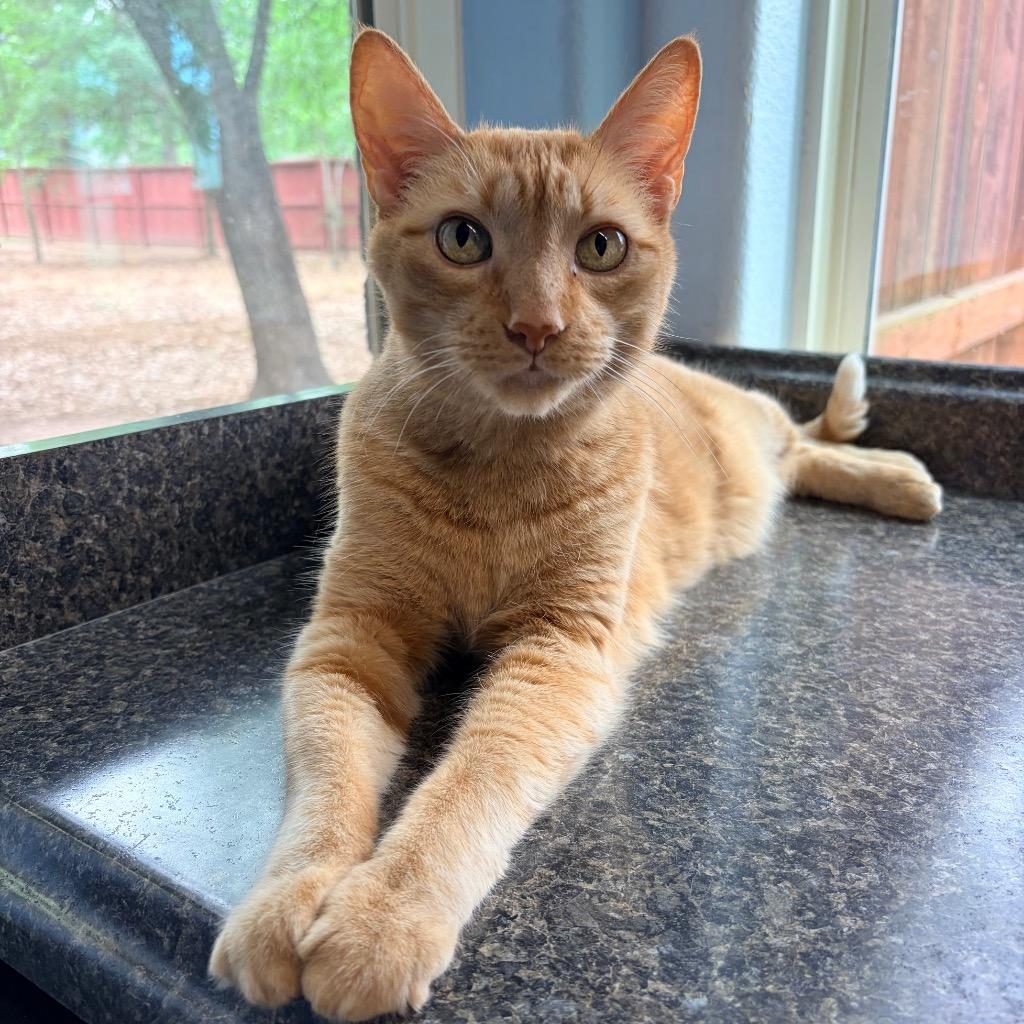 Enlarge Simba, a Adoptable mixed breed in Magnolia, TX image 2/3