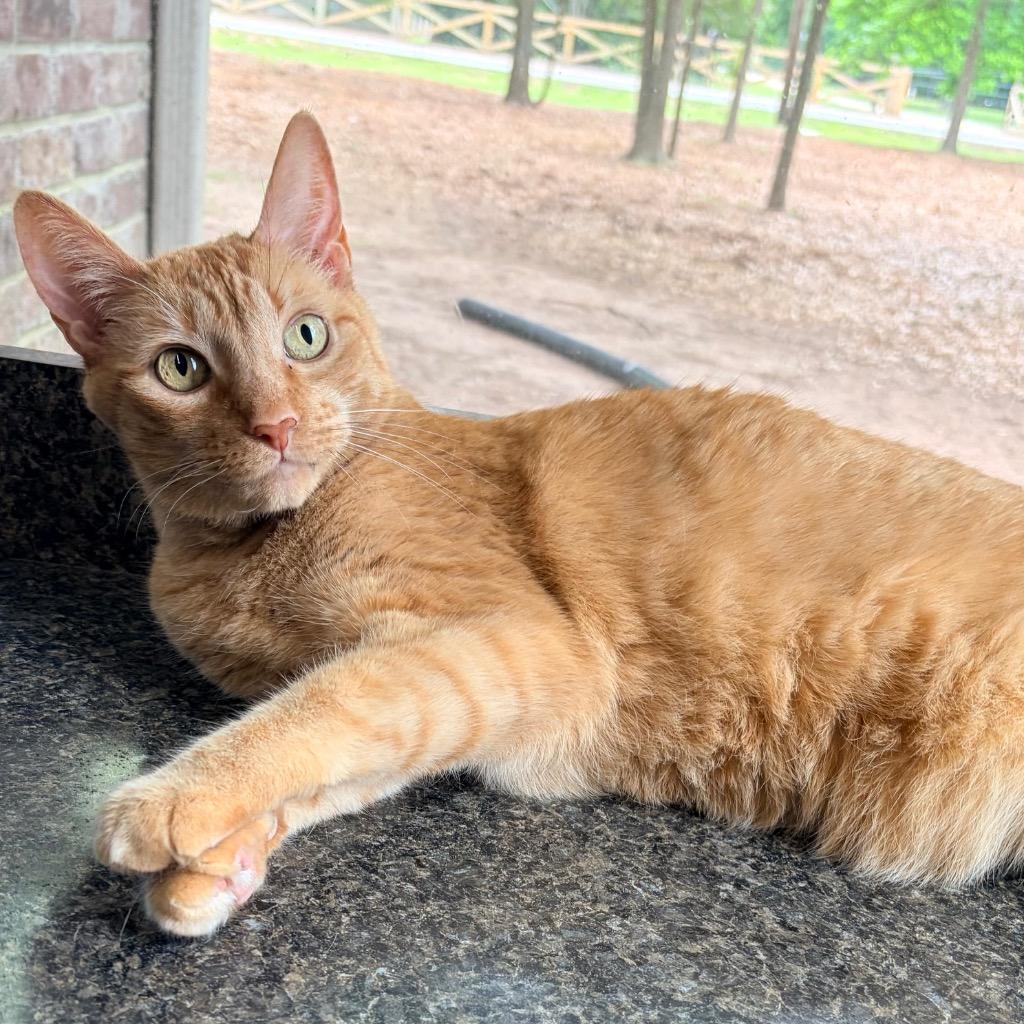 Enlarge Simba, a Adoptable mixed breed in Magnolia, TX image 3/3