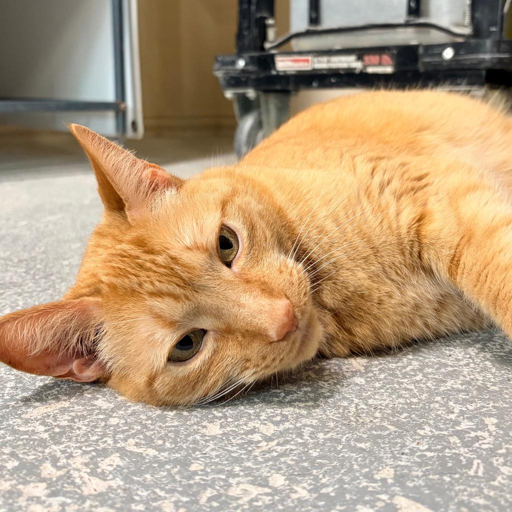 Enlarge Simba, a Adoptable mixed breed in Magnolia, TX image 2/3