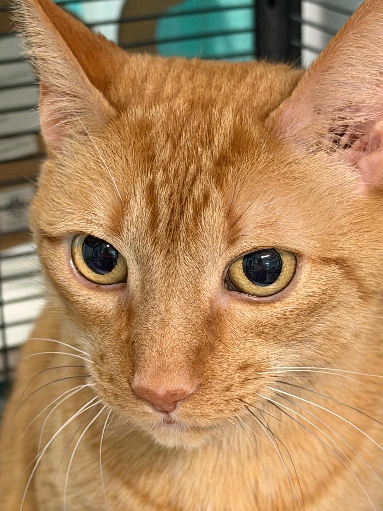 Enlarge Simba, a Adoptable mixed breed in Magnolia, TX image 3/3