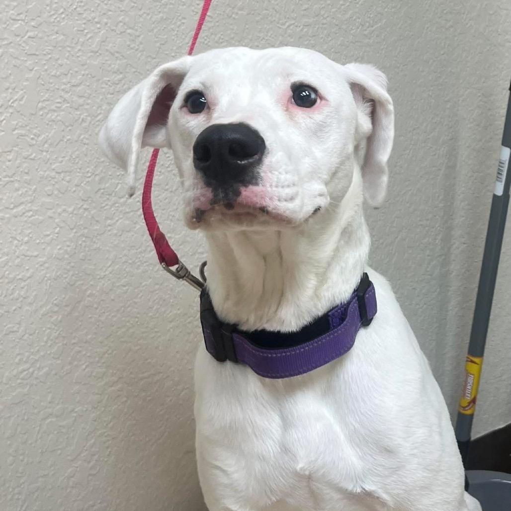 Luna, Adoptable, Senior Female Boxer & Yellow Labrador Retriever.
