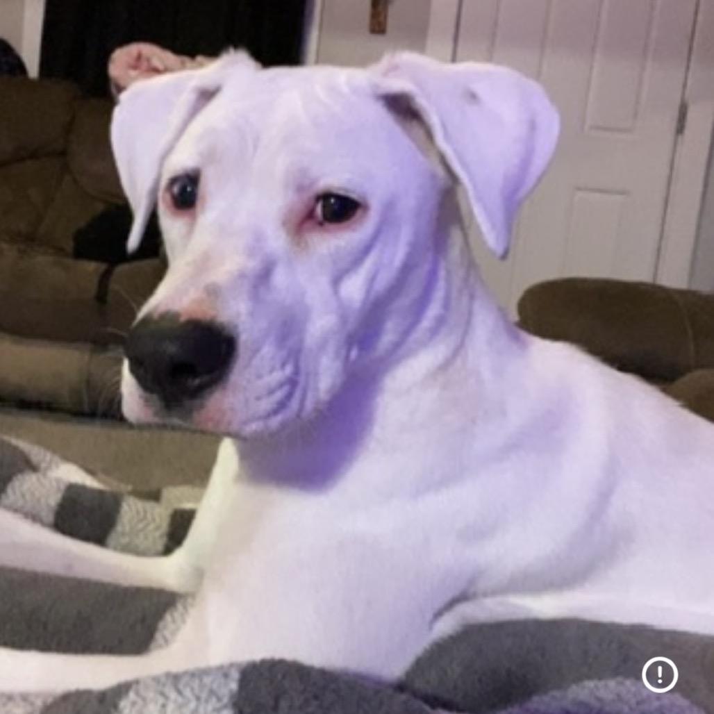 Enlarge Luna, a Adoptable mixed breed in Collinsville , OK image 2/2