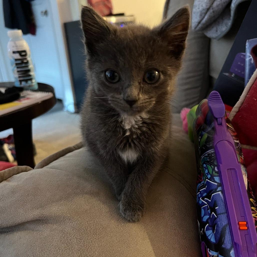 Adalo, Adoptable, Kitten Male Domestic Medium Hair.