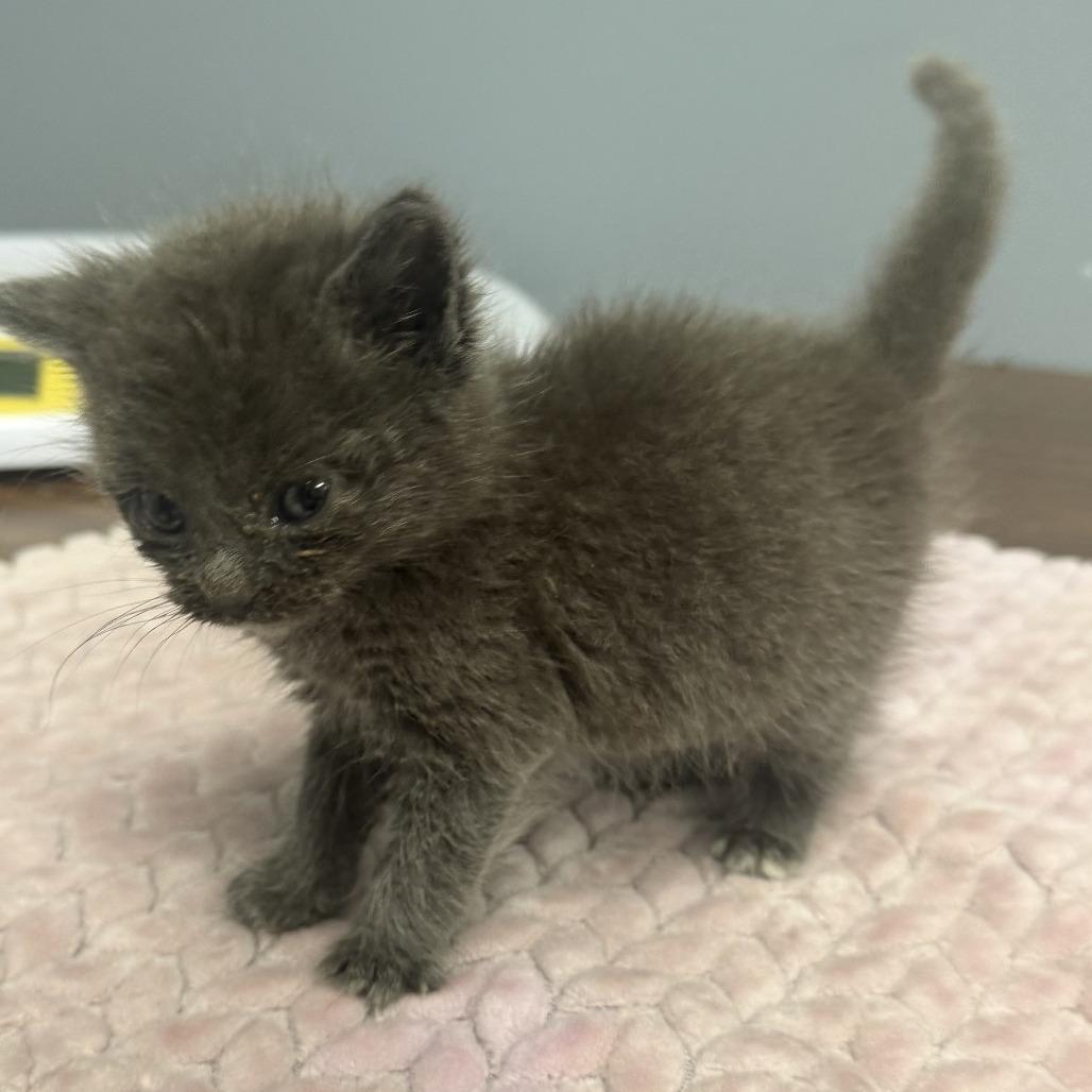 Adalo, a Adoptable Domestic Medium Hair in Fredericksburg, VA image 2/3