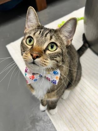 Krispy, a Adoptable mixed breed in Sanford, FL image 1/3