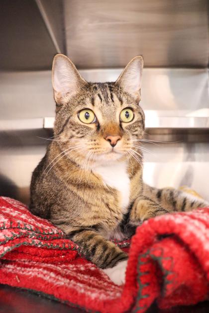 Krispy, a Adoptable mixed breed in Sanford, FL image 2/3