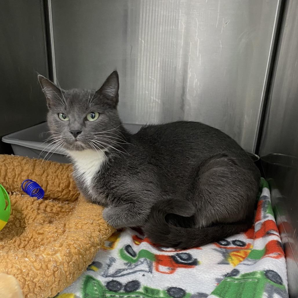 Enlarge Luna, a Adoptable Domestic Short Hair in Walnut Cove, NC image 1/6