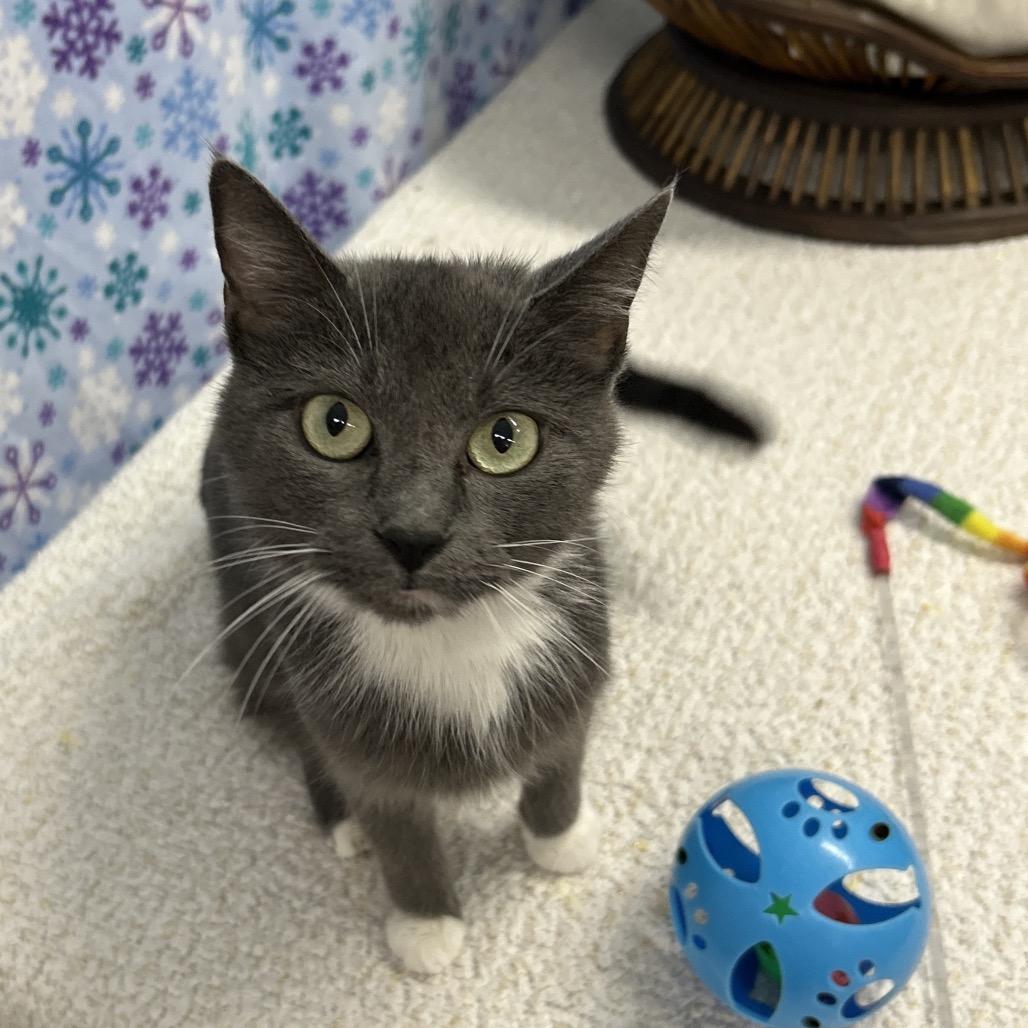 Enlarge Luna, a Adoptable Domestic Short Hair in Walnut Cove, NC image 2/6