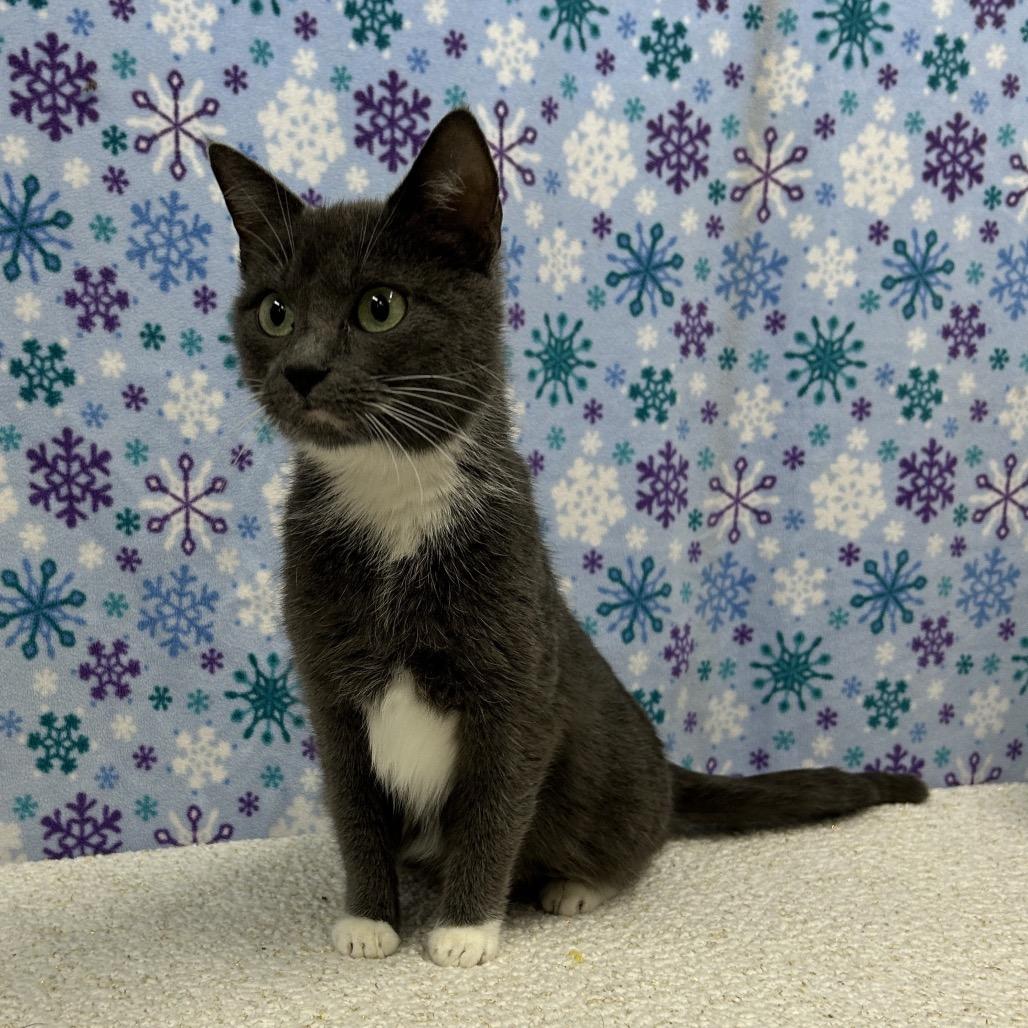 Enlarge Luna, a Adoptable Domestic Short Hair in Walnut Cove, NC image 4/6