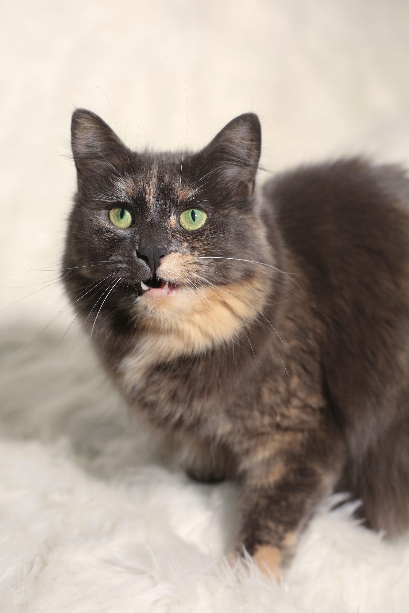 Enlarge Eulalie, a Adoptable Domestic Medium Hair in New Prague, MN image 1/3