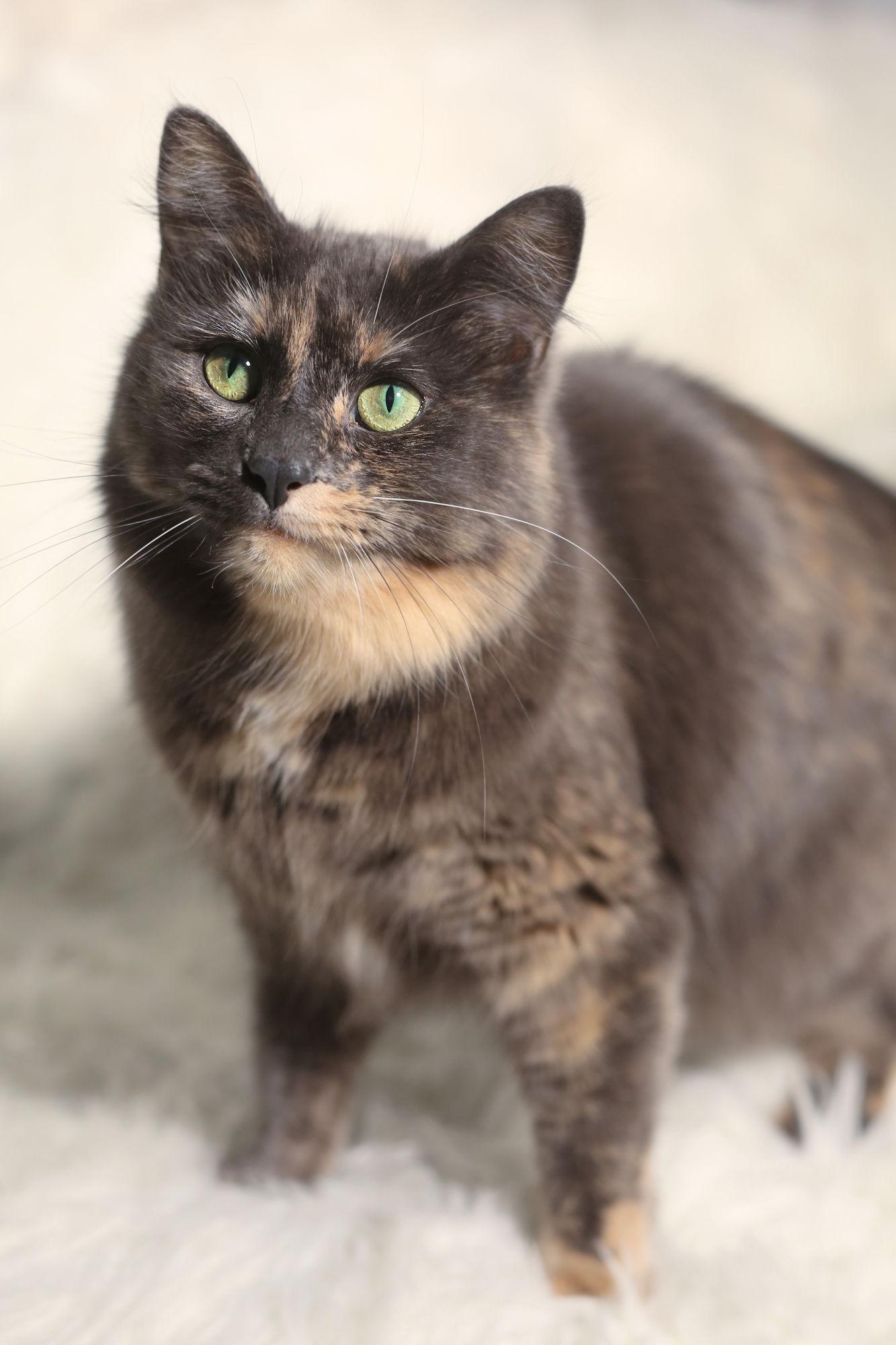 Eulalie, Adoptable, Adult Female Domestic Medium Hair.
