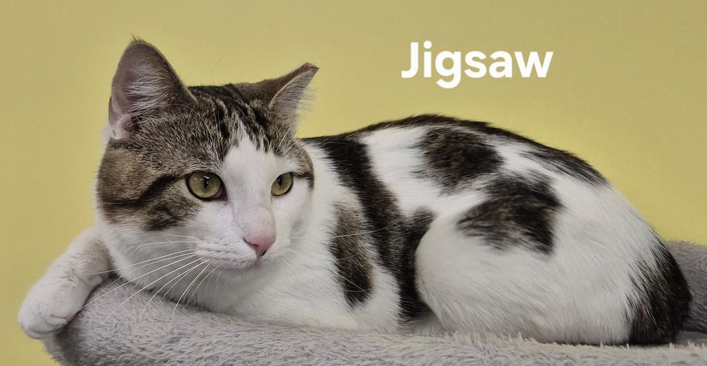 Enlarge Jigsaw, a Adoptable mixed breed in Kendallville, IN image 1/1