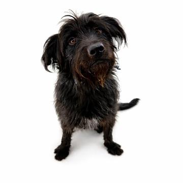 Enlarge Duncan, an adoptable German Wirehaired Pointer in Long Beach, WA image 3/3