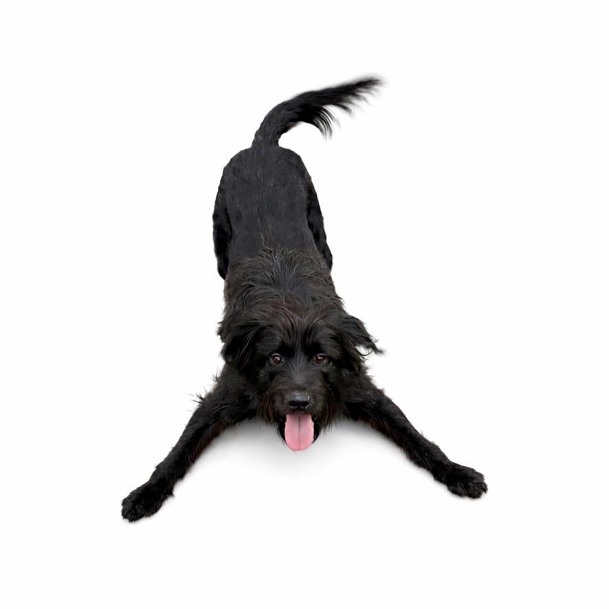 Duncan, adoptable, Adult Male German Wirehaired Pointer.