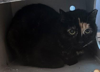 Enlarge Tajin, a Adoptable mixed breed in Edgewood, NM image 2/2