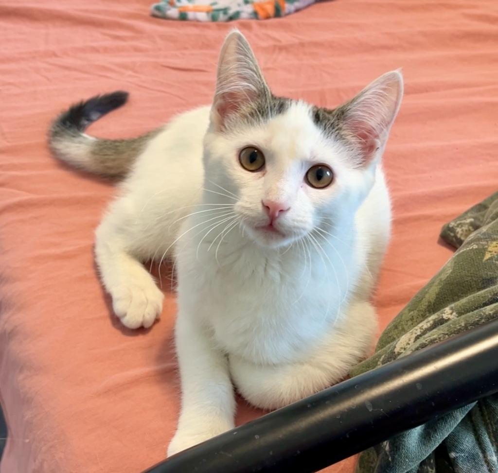 Enlarge Cupcake25, a Adoptable mixed breed in Youngsville, NC image 2/4