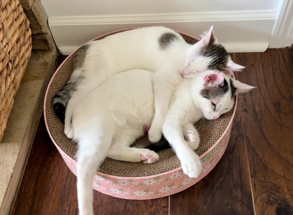 Cupcake25, Adoptable, Young Female Domestic Short Hair.