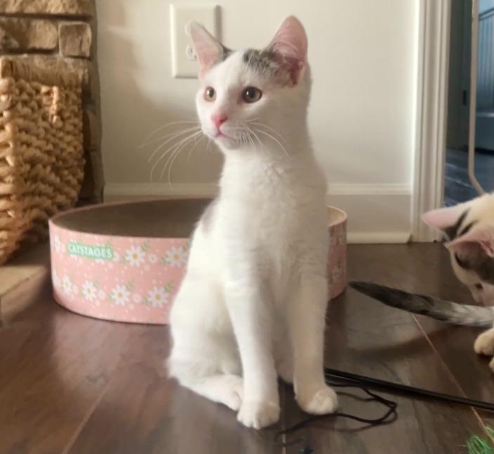 Enlarge Cupcake25, a Adoptable mixed breed in Youngsville, NC image 2/4