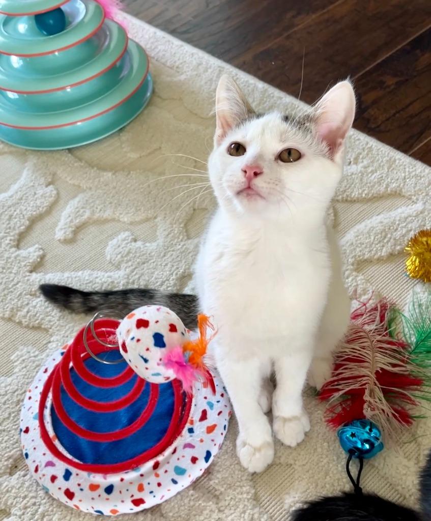 Cupcake25, a Adoptable mixed breed in Youngsville, NC image 2/4