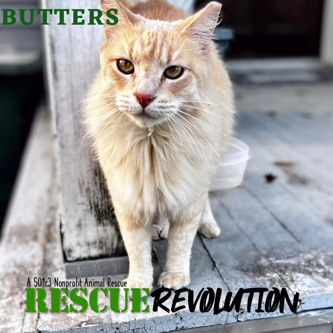 Enlarge Butters, a Adoptable Domestic Medium Hair in Houma, LA image 1/1