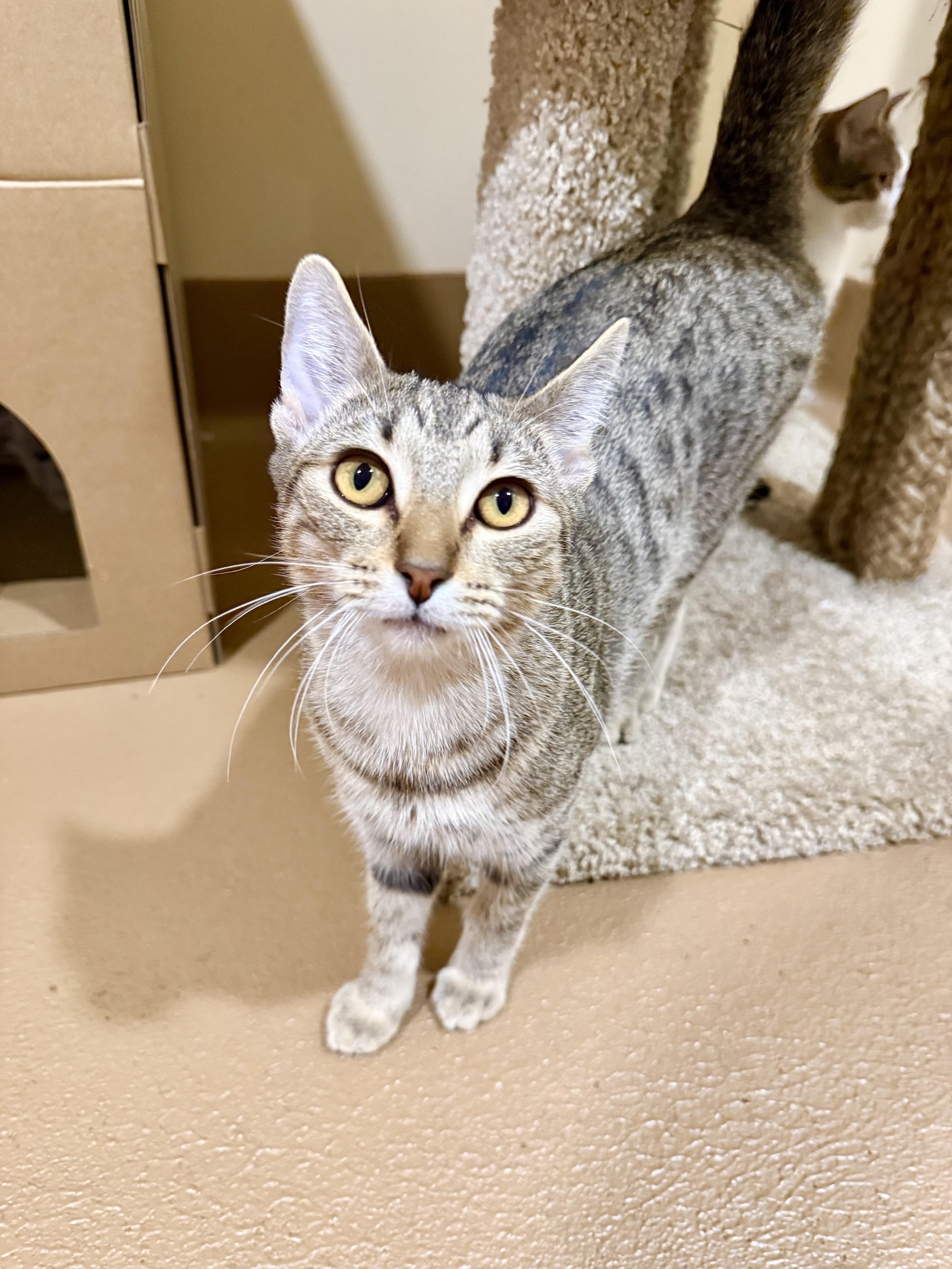 Enlarge Trumpet, a ADOPTABLE mixed breed in Agoura Hills, CA image 1/3