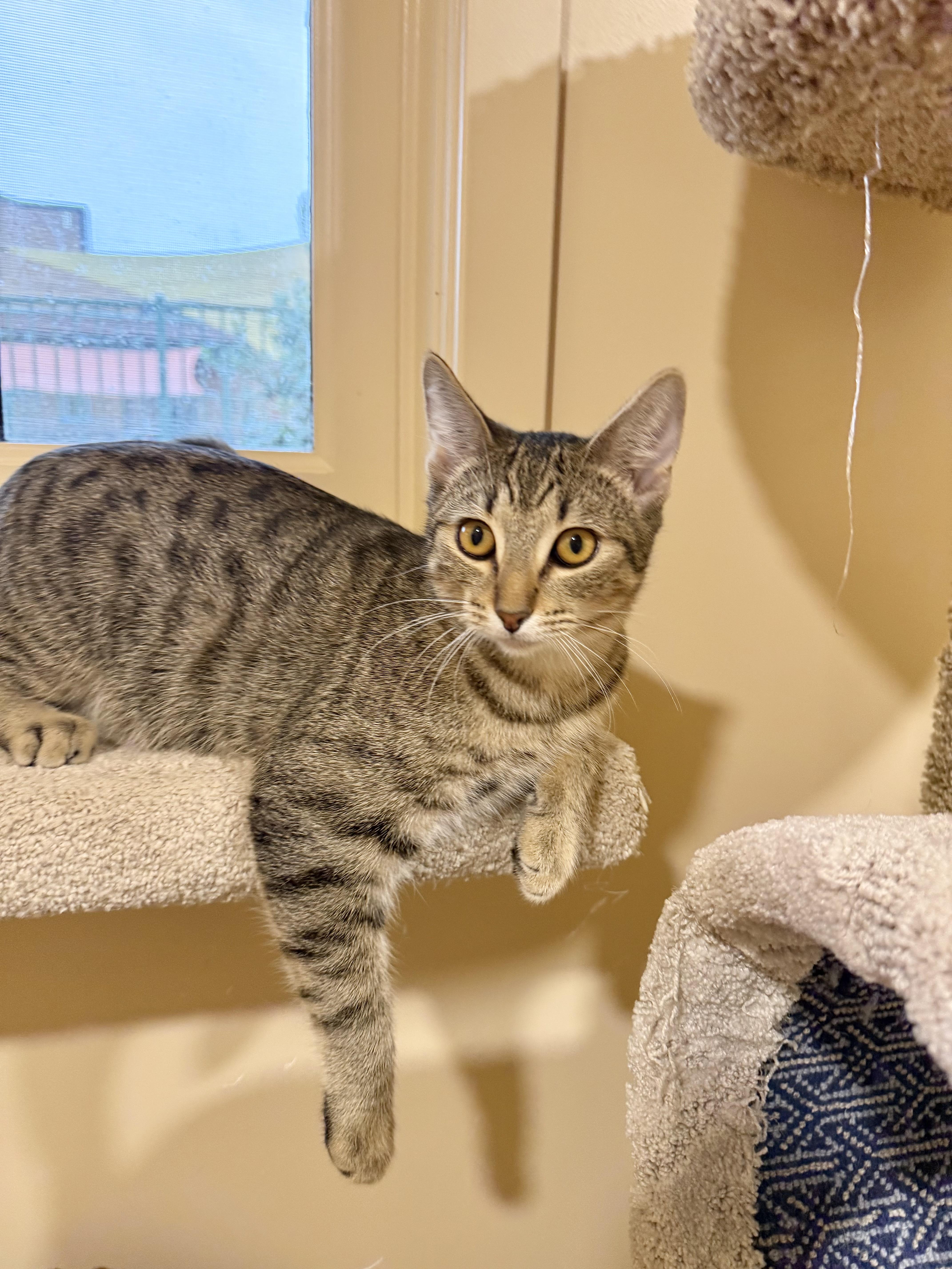 Enlarge Trumpet, a ADOPTABLE mixed breed in Agoura Hills, CA image 3/3