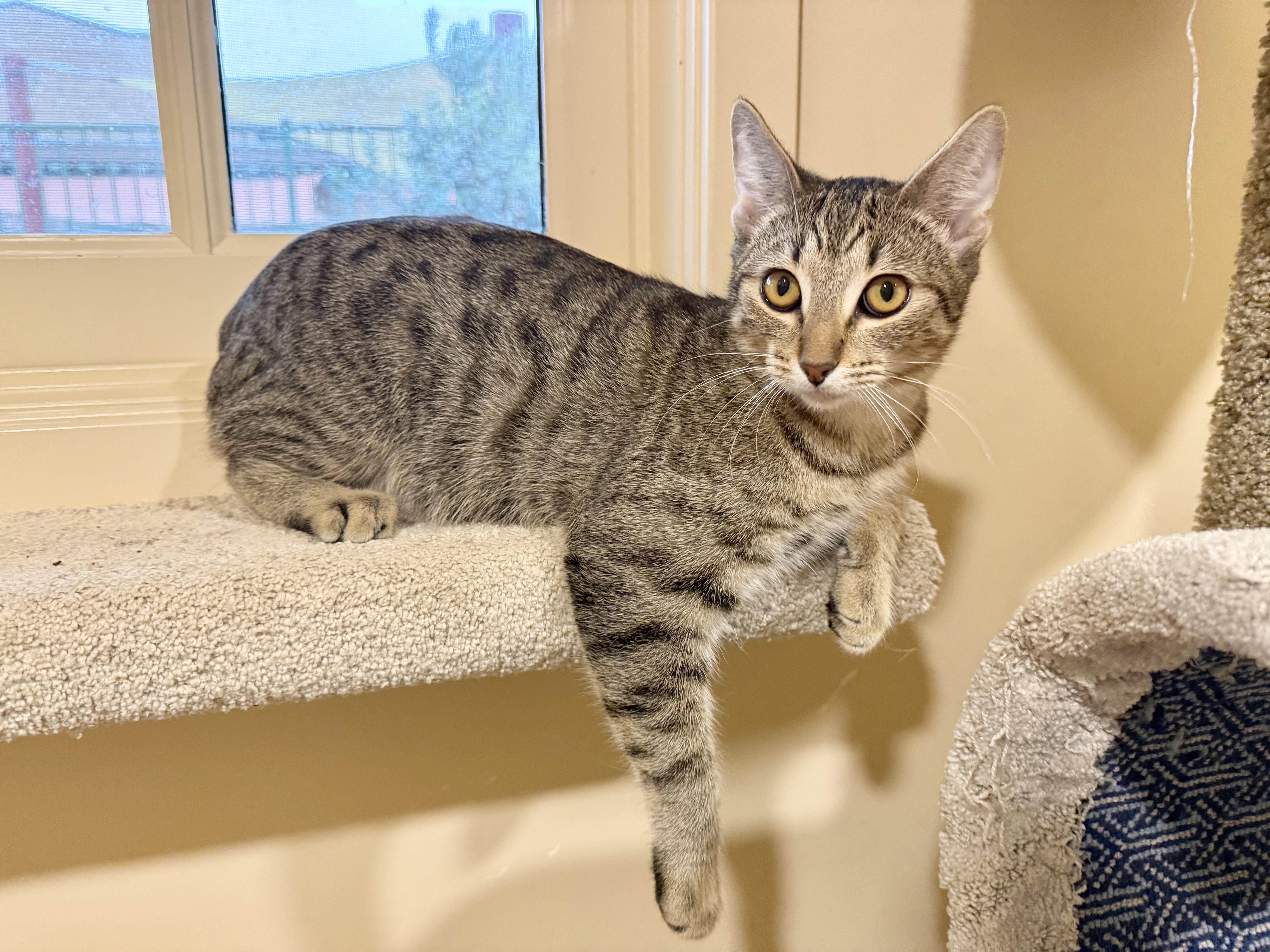 Enlarge Trumpet, a ADOPTABLE mixed breed in Agoura Hills, CA image 2/3