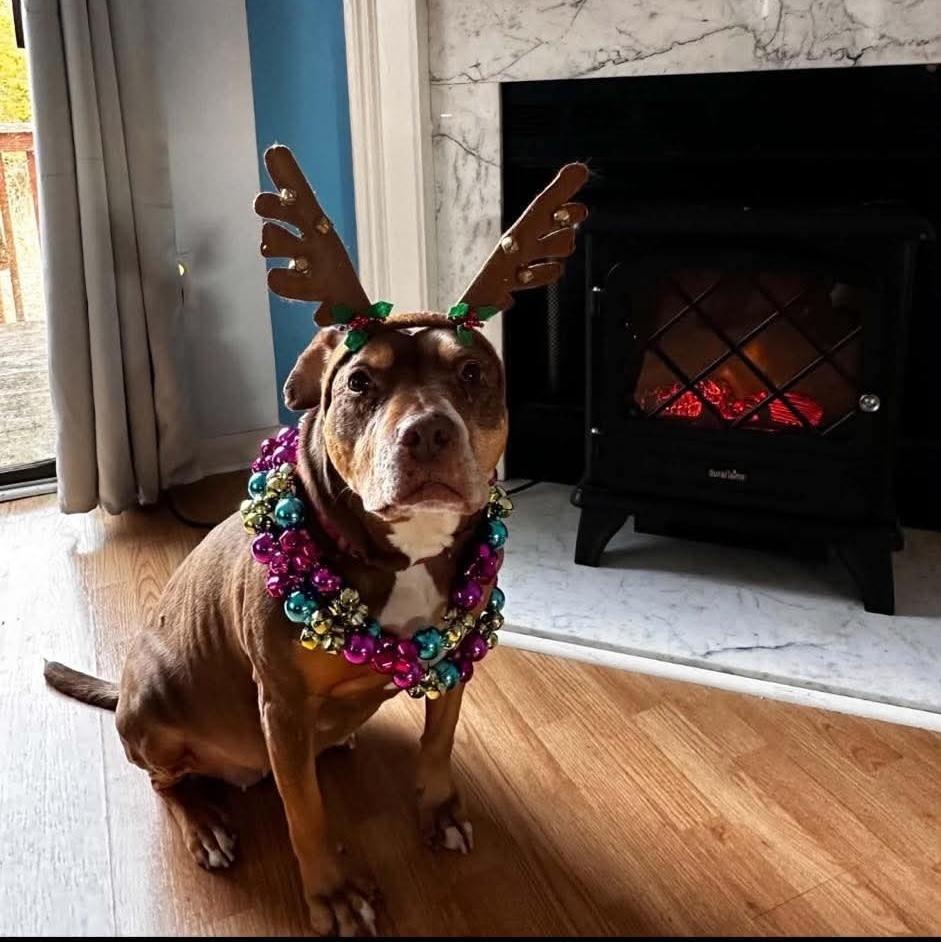 Butters, Adoptable, Senior Female Boxer & Mixed Breed.