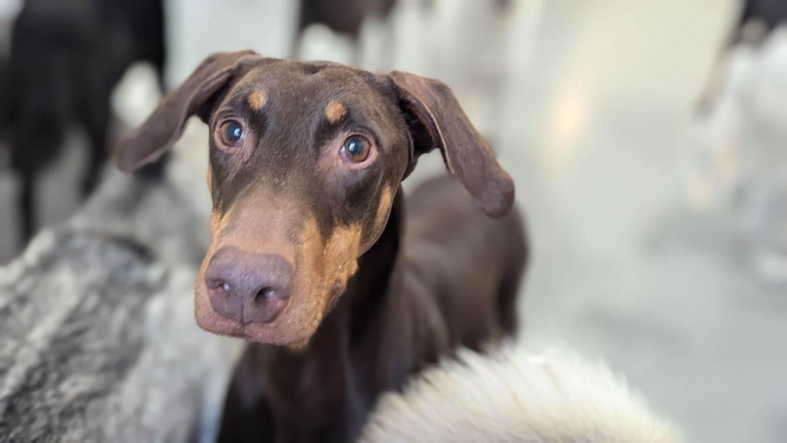 Marina, Adopted, Adult Female Doberman Pinscher.