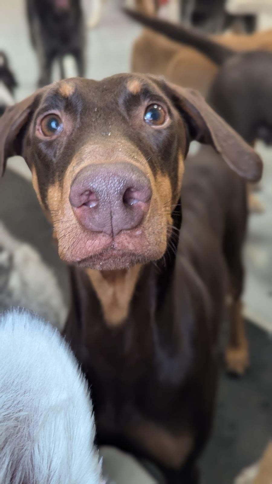 Enlarge Marina, a Adopted Doberman Pinscher in Buffalo, MN image 2/3