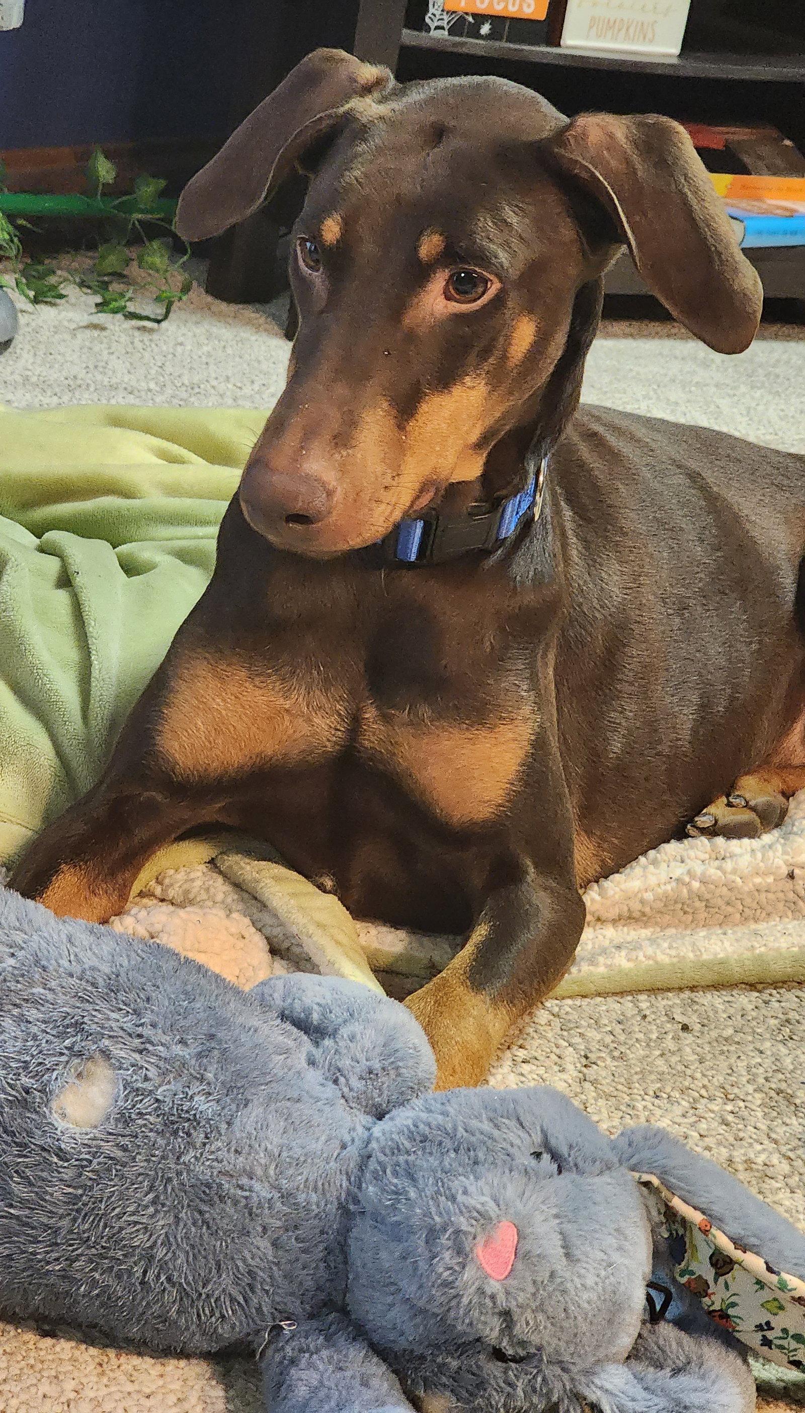 Enlarge Marina, a Adopted Doberman Pinscher in Buffalo, MN image 3/3
