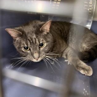 Enlarge Hermes, a ADOPTABLE Domestic Short Hair in Athens, GA image 1/1