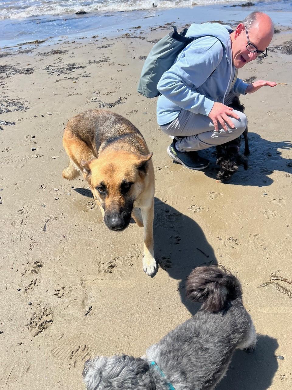 Enlarge Maggie Jo *COURTESY POST*, a Adoptable German Shepherd Dog in Los Angeles, CA image 2/3