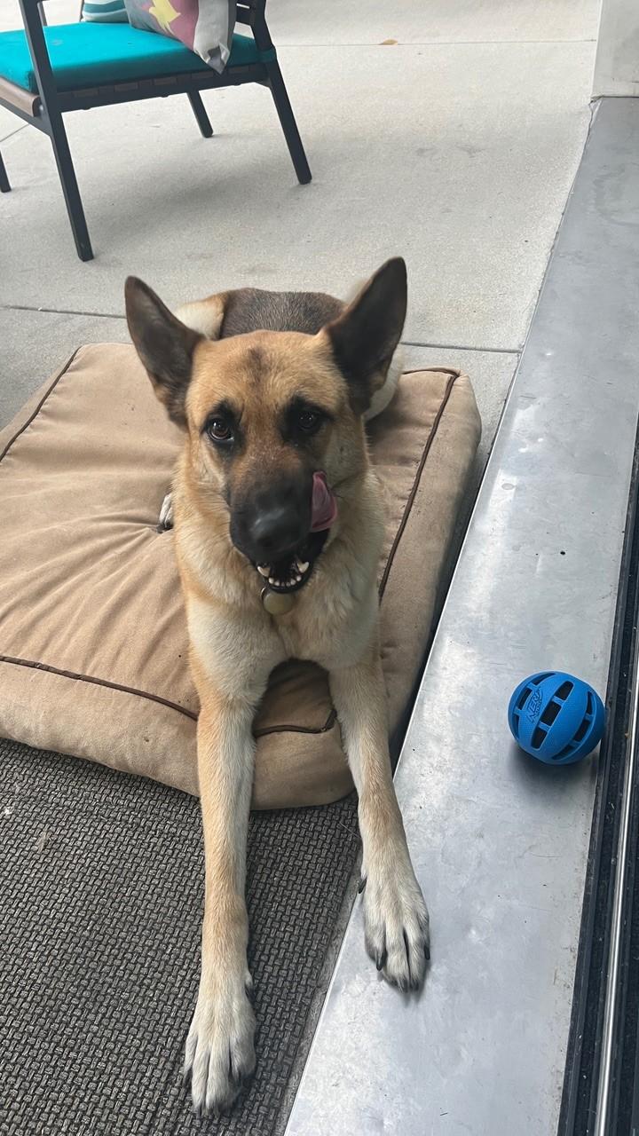 Enlarge Maggie Jo *COURTESY POST*, a Adoptable German Shepherd Dog in Los Angeles, CA image 3/3