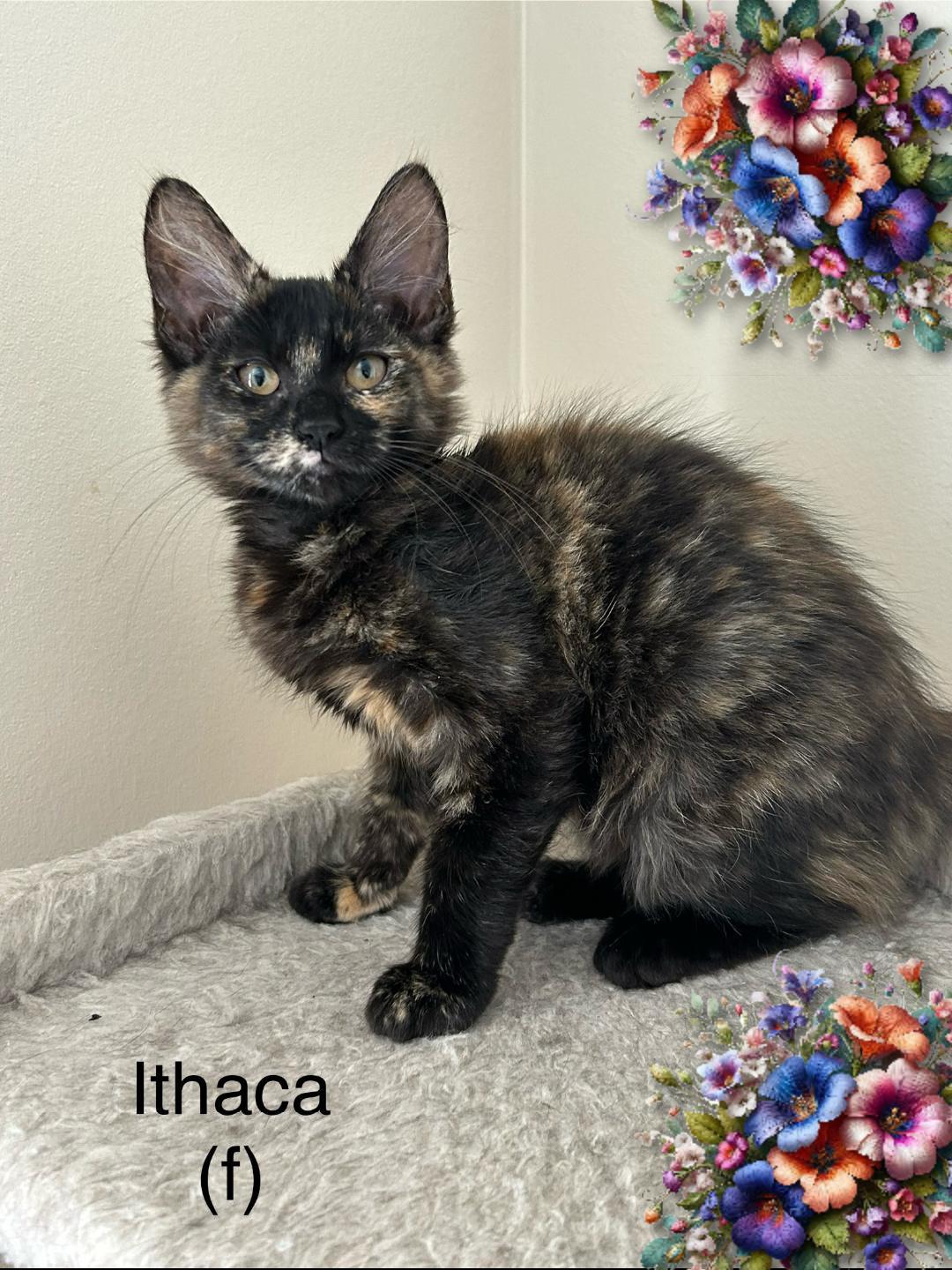 ITHACA, Baby Female unknown