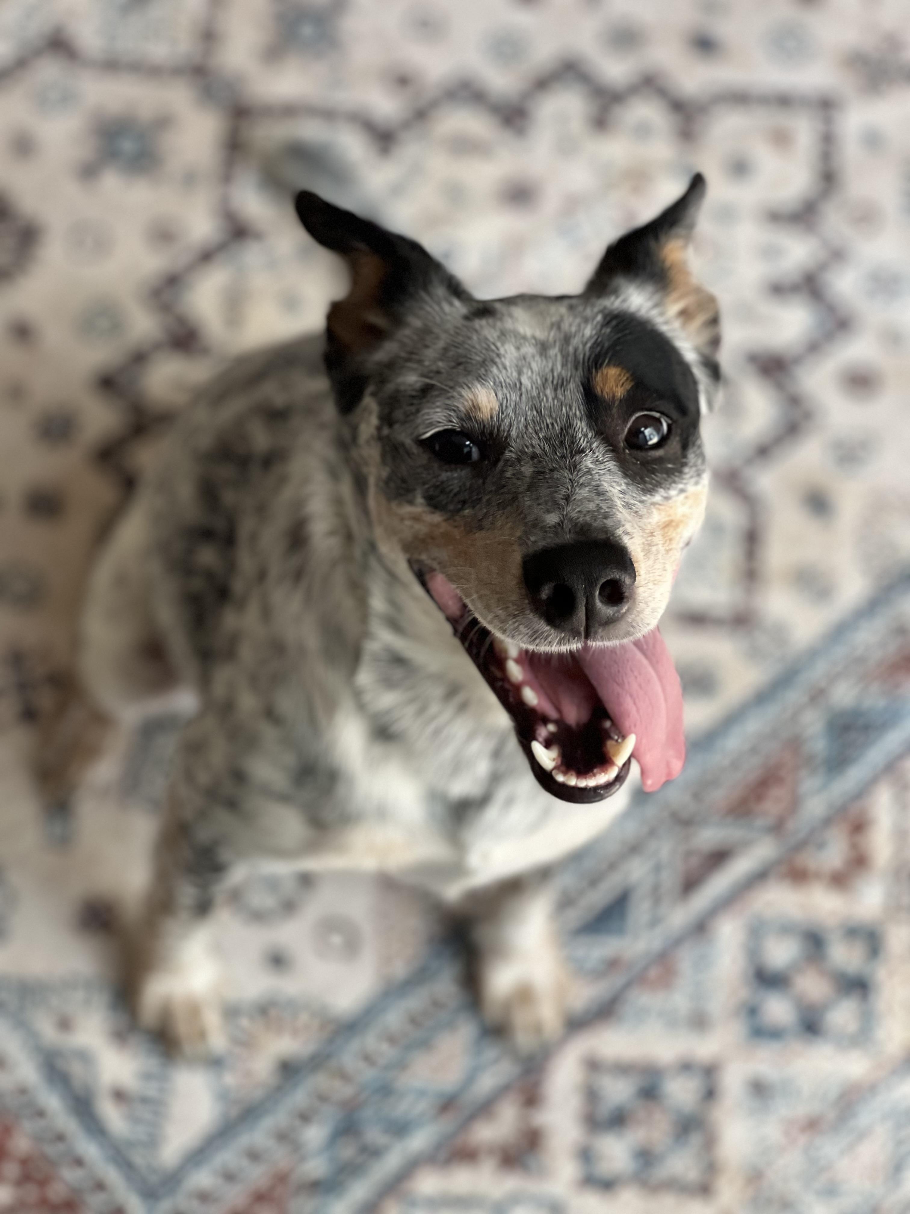 Enlarge Pip, a Adoptable Australian Cattle Dog / Blue Heeler in Itasca, TX image 2/2