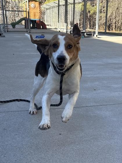 Enlarge Cookie, a Adoptable mixed breed in King William, VA image 1/2