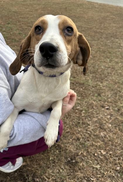 Enlarge Cookie, a Adoptable mixed breed in King William, VA image 2/2