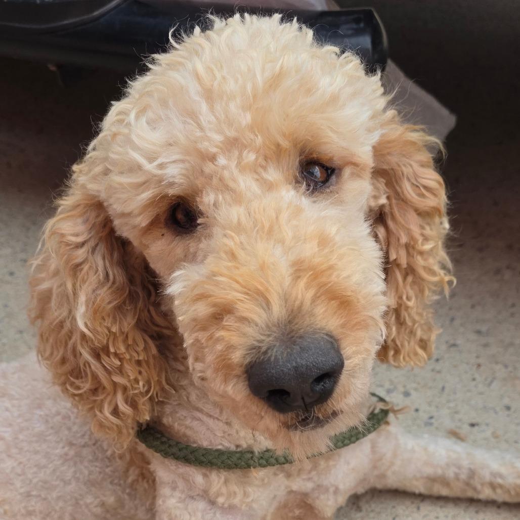 Jax, Adoptable, Adult Male Poodle & Golden Retriever.