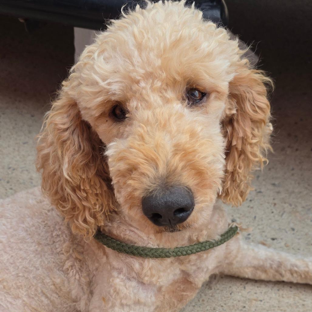 Enlarge Jax, a Adoptable mixed breed in Goltry, OK image 2/3