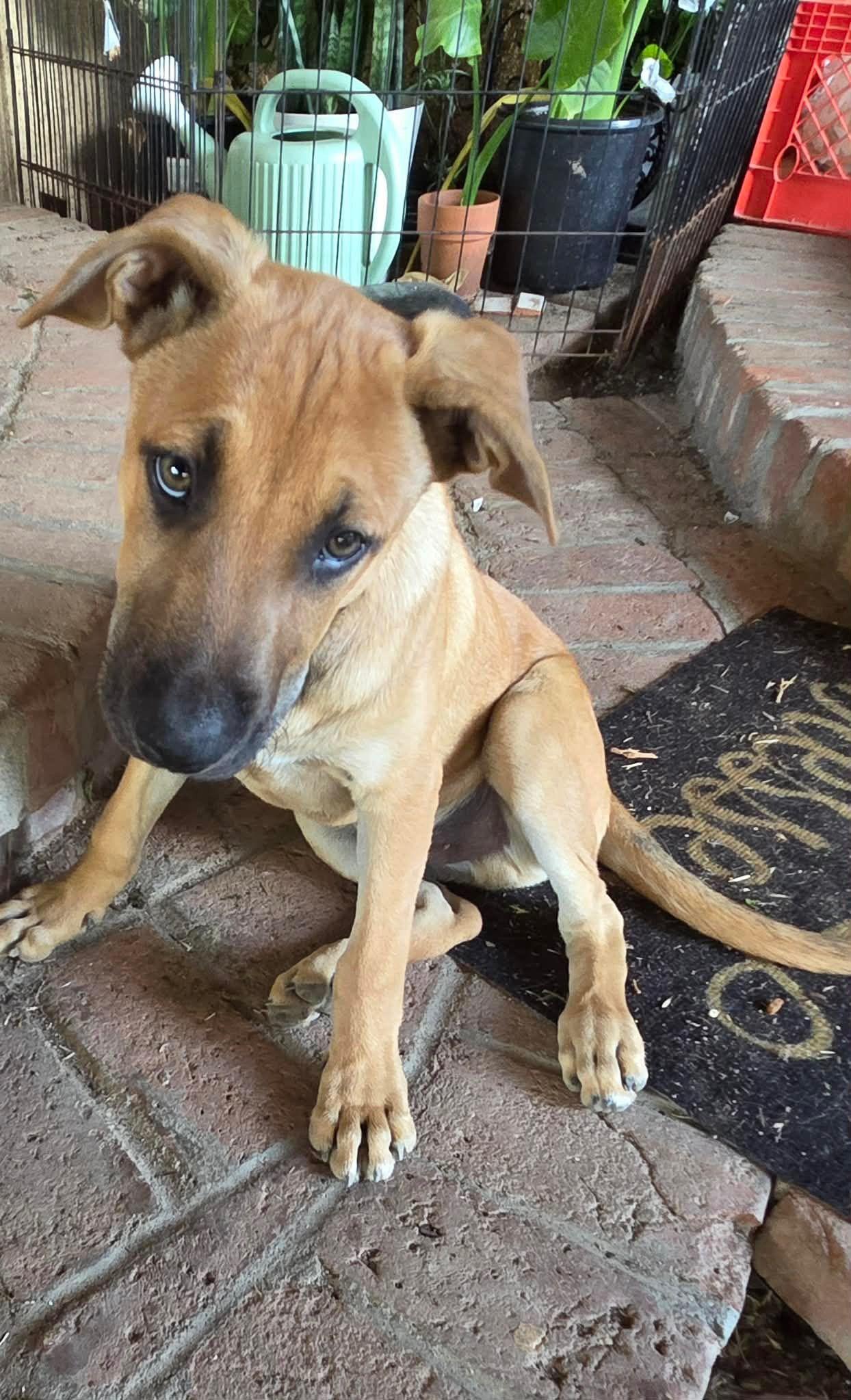 Enlarge Champion, a Adoptable mixed breed in Cedar City, UT image 3/3
