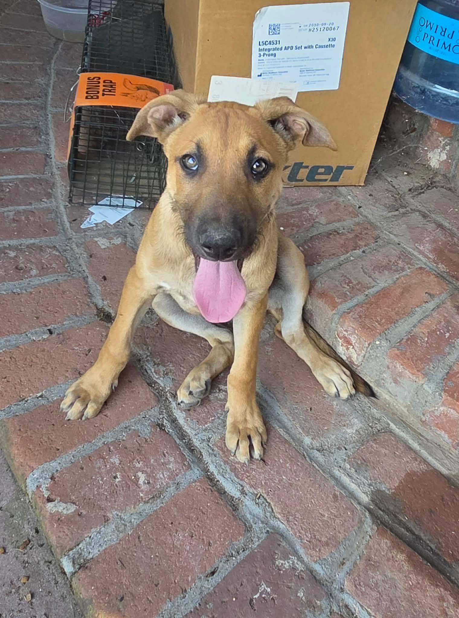 Enlarge Champion, a Adoptable mixed breed in Cedar City, UT image 2/3