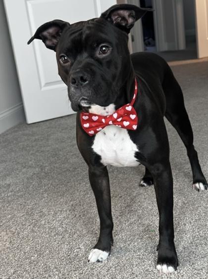 Tinko, Adoptable, Adult Male Pit Bull Terrier & Mixed Breed.