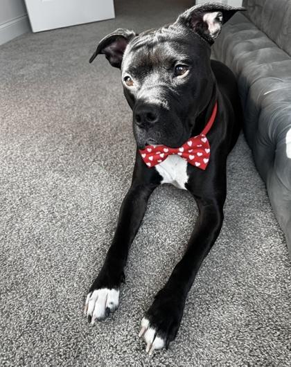Tinko, Adoptable, Adult Male Pit Bull Terrier & Mixed Breed.