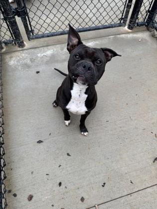 Enlarge Tinko, a Adoptable mixed breed in Atlanta, GA image 1/3